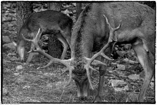Berrea en el Alto Tajo