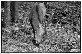 Berrea en el Alto Tajo