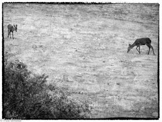 Berrea en el Alto Tajo