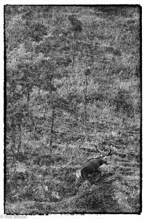 Berrea en el Alto Tajo