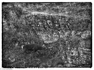 Berrea en el Alto Tajo