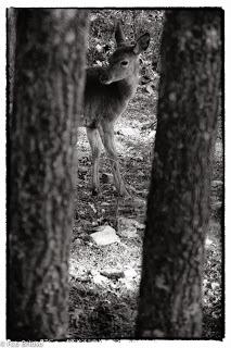 Berrea en el Alto Tajo