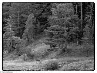 Berrea en el Alto Tajo