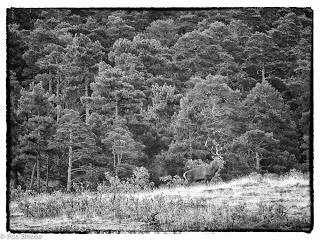 Berrea en el Alto Tajo