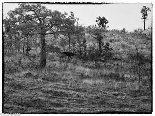 Berrea en el Alto Tajo