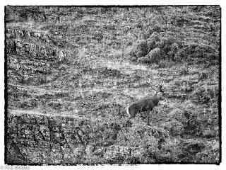 Berrea en el Alto Tajo