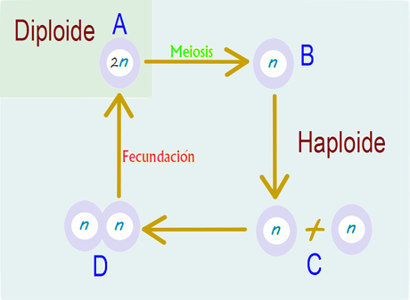 Ciclo de vida general de los eucariotas, meiosis y fecundación