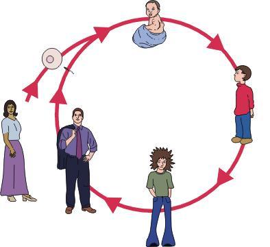 Ciclo de vida general de los eucariotas, meiosis y fecundación