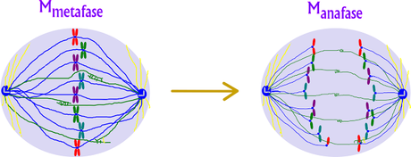 Resumen de la mitosis