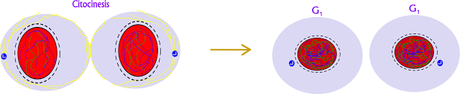 Resumen de la mitosis