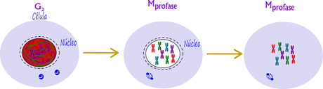 Resumen de la mitosis