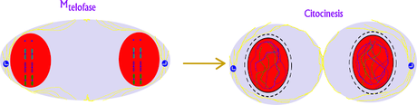 Resumen de la mitosis