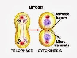 Citocinesis