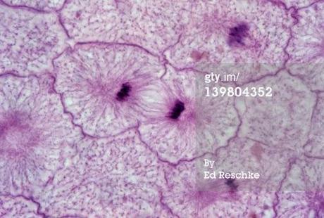 Telofase de la mitosis