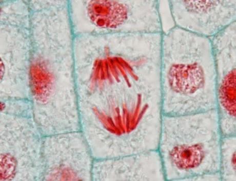 Anafase de la mitosis