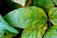 ENFERMEDADES EN EL HUERTO: CÓMO COMBATIR LA ROYA