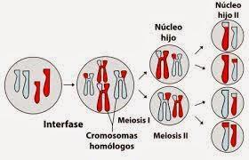 Introducción a la profase de la meiosis I