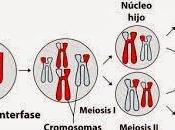Introducción profase meiosis