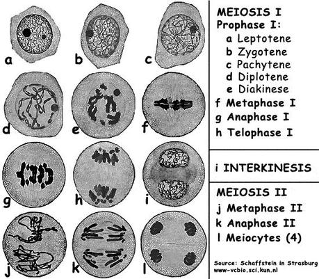 Fases de la meiosis