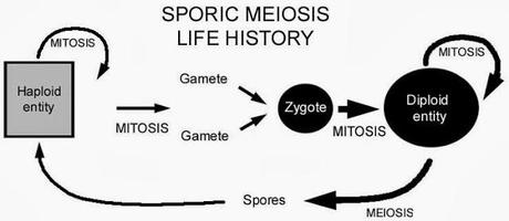 Meiosis intermedia o generadora de espora