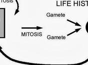 Meiosis cigótica inicial