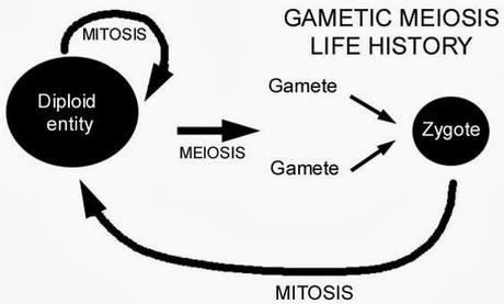 Meiosis gamética o terminal