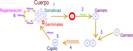 Meiosis gamética o terminal