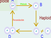 Introducción tipos meiosis