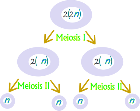 El significado de la meiosis