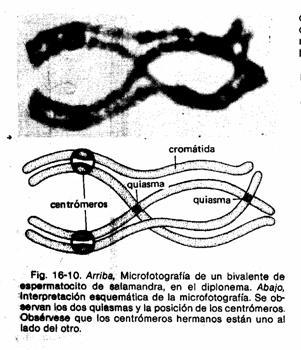 Diploteno