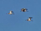 Aguja colinegra, stop