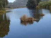 Video: campos Almadén