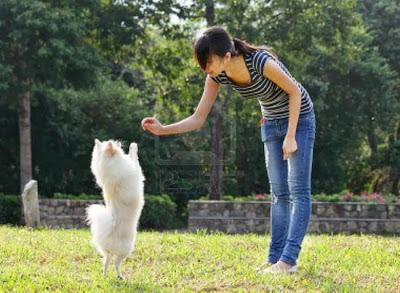 como entrenar a un perro