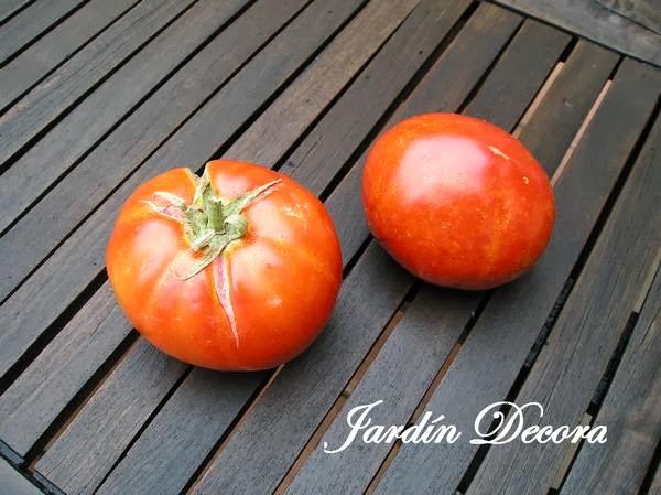 obtener-semillas-de-tomate