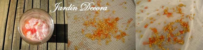 obtener-semillas-de-tomate-dos