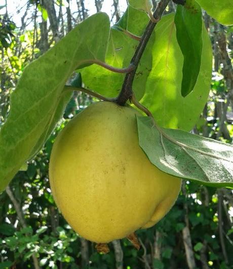 Carne de membrillo. Carne de membrillo.