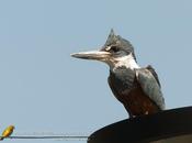 Martín pescador grande (Ringed Kingfisher) Megaceryle torquata