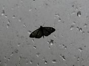 mariposa tormenta