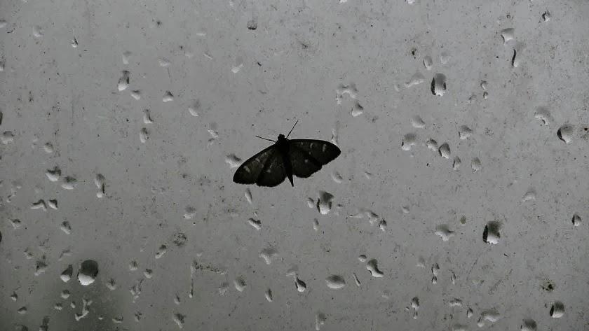 la mariposa en la tormenta