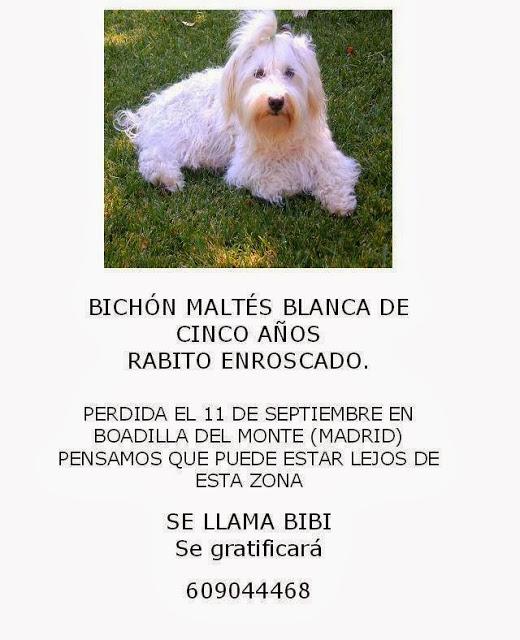 Buscando a Bibi