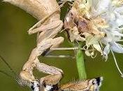 Ameles spallanzania (Rossi, 1792)