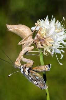 Para ampliar Ameles spallanzania (Rossi, 1792) hacer clic