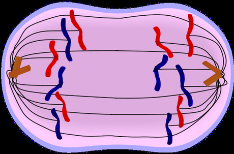 Meiosis II, metafase a citocinesis