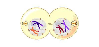 Meiosis I, telofase y citocinesis