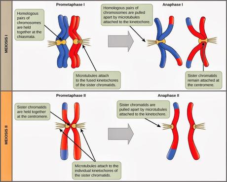 Meiosis I, metafase
