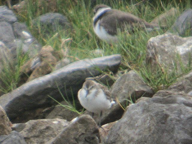 CORRELIMOS SEMIPALMEADO