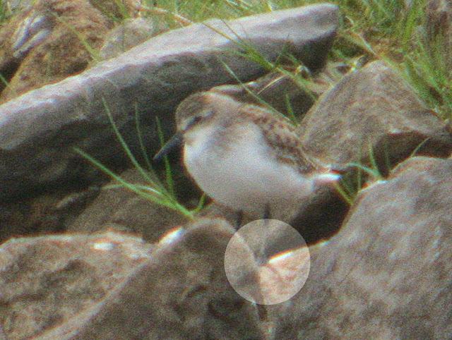 CORRELIMOS SEMIPALMEADO