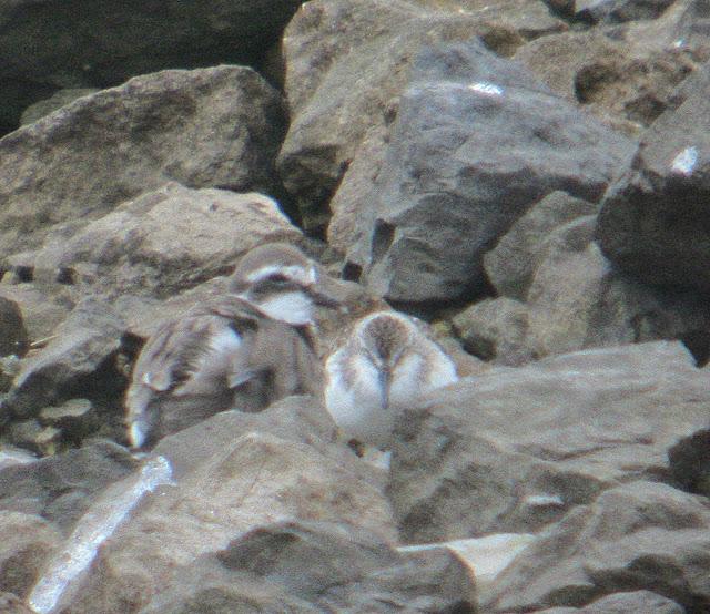 CORRELIMOS SEMIPALMEADO