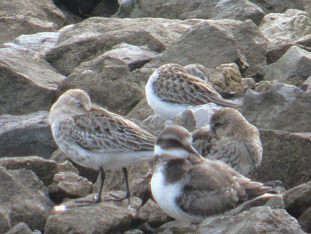 CORRELIMOS SEMIPALMEADO