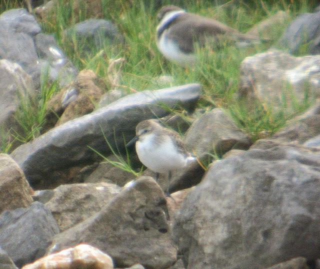 CORRELIMOS SEMIPALMEADO